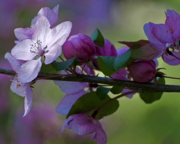 Picture of DELAWARE, AZALEA FLOWERS AND BUDS ON LIMB