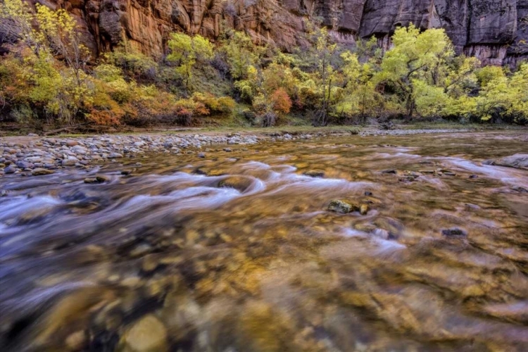 Picture of USA, UTAH, ZION NP STREAM IN AUTUMN SCENIC