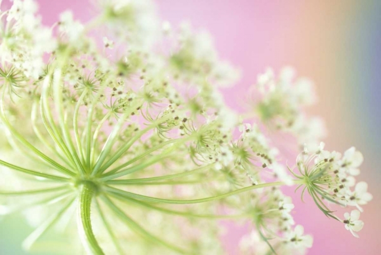 Picture of WASHINGTON, COW PARSNIP FLOWER