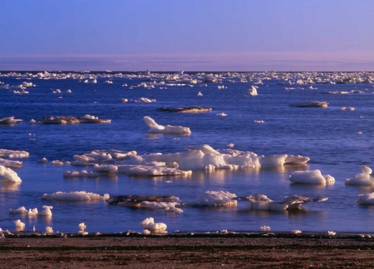 Picture of CANADA, CHURCHILL, ICE FLOE IN HUDSON BAY