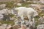 Picture of CO, MT EVANS MOUNTAIN GOAT STANDING ON ROCKS