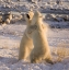 Picture of CANADA, CHURCHILL SPARRING POLAR BEARS