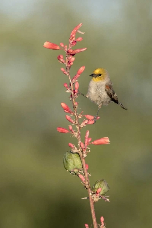 Picture of AZ, AMADO VERDIN ON STALK OF HESPERALOE