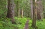 Picture of WASHINGTON, OLYMPIC NP OLD GROWTH FOREST