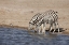 Picture of NAMIBIA, ETOSHA NP ZEBRAS DRINK AT A WATERHOLE