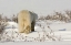 Picture of CANADA, MANITOBA, CHURCHILL WALKING POLAR BEAR