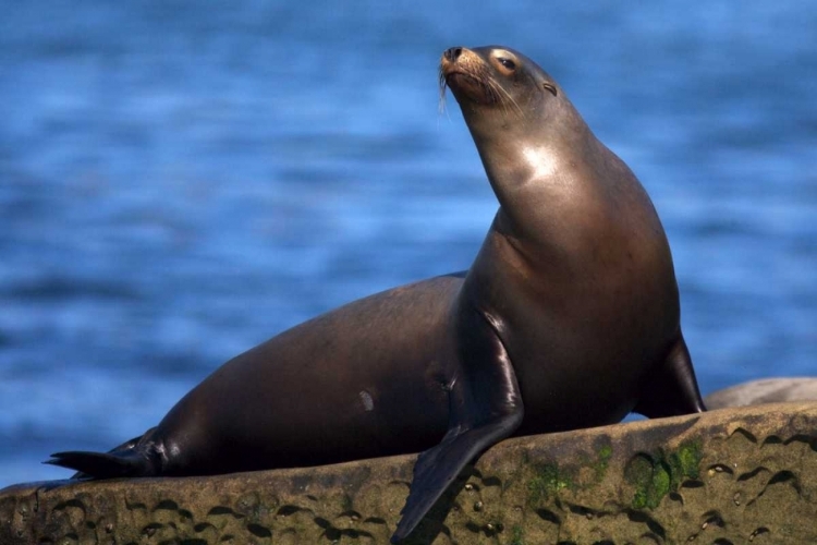 Picture of USA, CALIFORNIA, LA JOLLA A SEAL