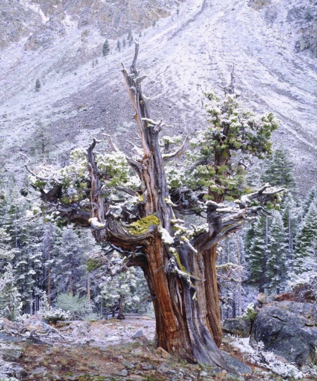 Picture of CA, SIERRA NEVADA SNOW-COVERED TREES