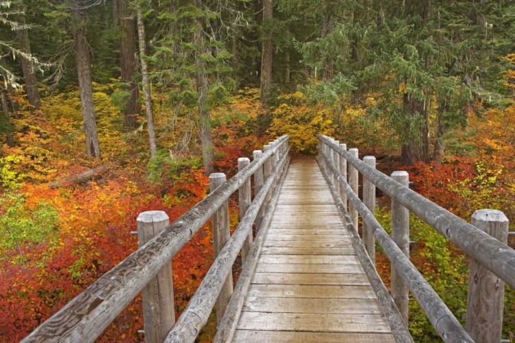 Picture of OR, WILLAMETTE  BRIDGE ON MCKENZIE RIVER TRAIL