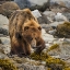 Picture of USA, ALASKA, GLACIER BAY NP BROWN BEAR ON BEACH