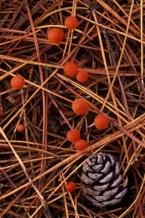 Picture of MI, VERMILION HYGROPHORUS MUSHROOMS