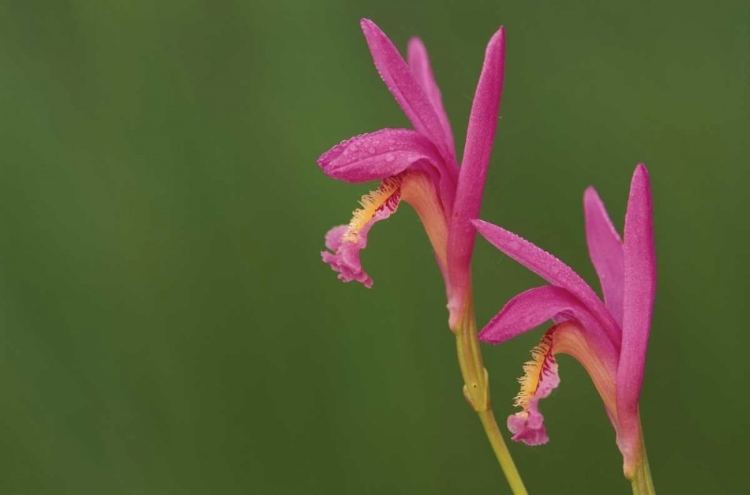 Picture of MICHIGAN, CLOSE-UP OF NATIVE ORCHIDS