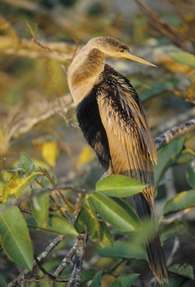 Picture of USA, FLORIDA CLOSE-UP OF ANHINGA ON TREE LIMB