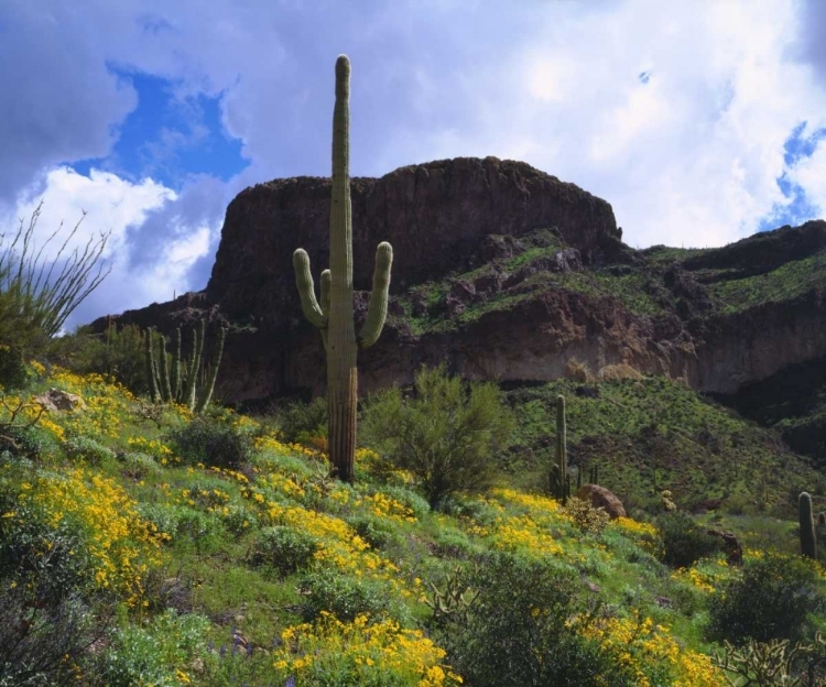 Picture of ARIZONA, SAGUARO CACTI IN ORGAN PIPE CACTUS NM