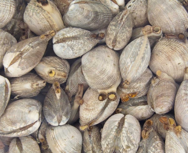 Picture of WA, PUGET SOUND BUCKET OF LIVE MANILA CLAMS