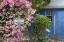 Picture of BAHAMAS, EXUMA ISLAND BOUGAINVILLEA AND SIGN