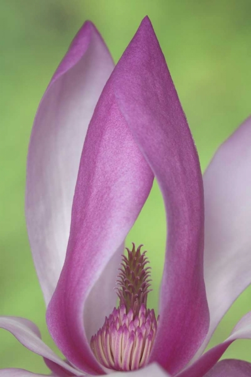 Picture of USA, WASHINGTON CLOSE-UP OF MAGNOLIA BLOSSOM