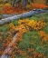 Picture of OR, WILLAMETTE NF BACKCOUNTRY MEADOW IN AUTUMN