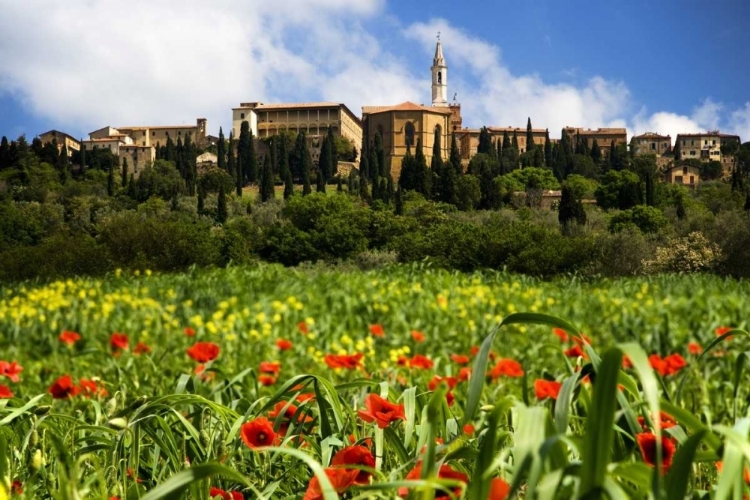 Picture of ITALY, POPPIES BLOOM BELOW PIENZA VILLAGE