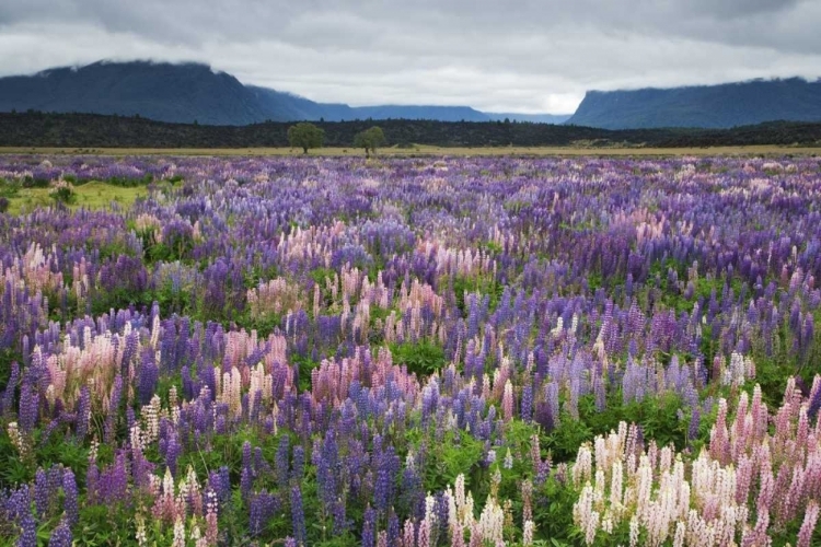 Picture of NEW ZEALAND, SOUTH ISLAND BLOOMING LUPINE