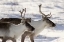 Picture of CANADA, MANITOBA, HUDSON BAY TWO CARIBOU