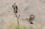 Picture of AZ WHITE-WINGED DOVE AND GILA WOODPECKER