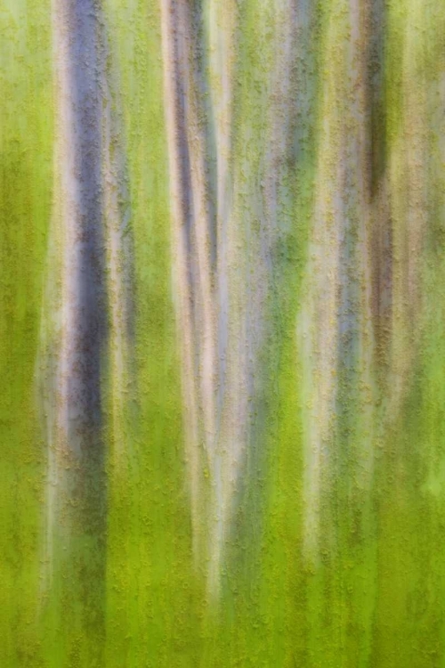 Picture of USA, WASHINGTON STATE ALDER TREE ABSTRACT