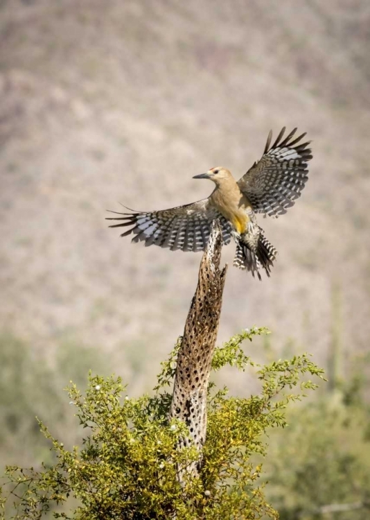 Picture of AZ, BUCKEYE GILA WOODPECKER ON CHOLLA SKELETON