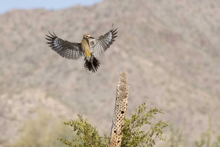 Picture of AZ, BUCKEYE GILA WOODPECKER ON CHOLLA SKELETON