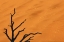 Picture of NAMIBIA, DEAD VLEI TREE BRANCHES AND SAND DUNE