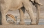 Picture of NAMIBIA, ETOSHA NP, DRINKING SPRINGBOK AT WATER