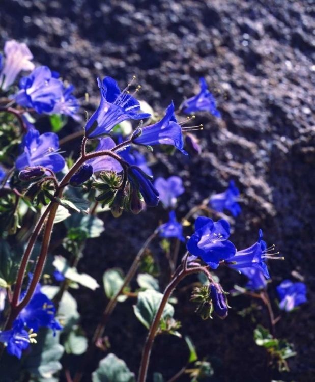 Picture of CA, JOSHUA TREE NP DESERT BELL FLOWERS