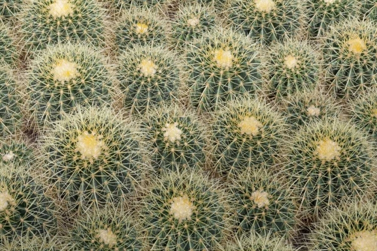 Picture of ARIZONA, TUCSON CACTUS AT BACHS CACTUS NURSERY