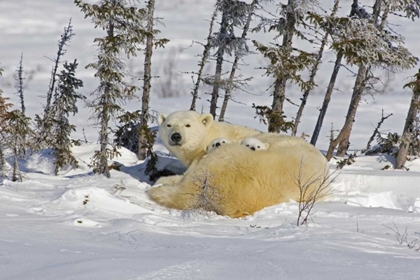 Picture of CANADA, WAPUSK NP POLAR BEAR CUBS AND MOTHER