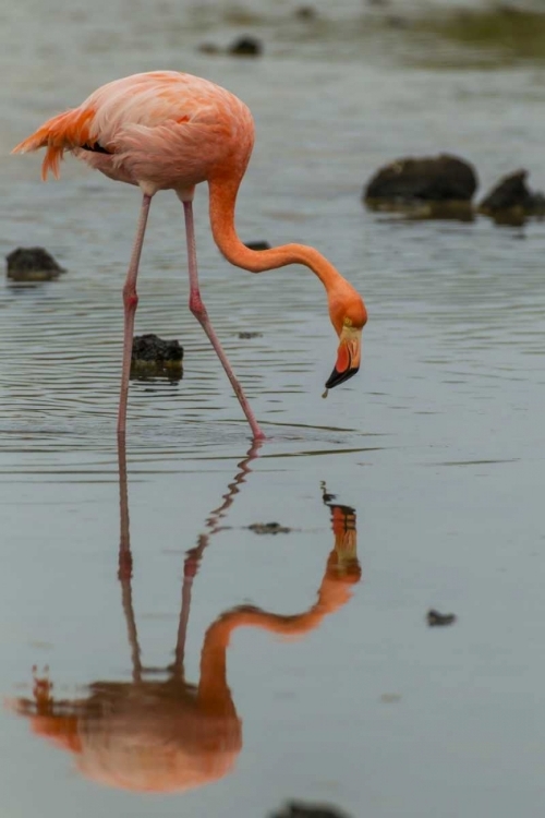 Picture of ECUADOR, GALAPAGOS NP WADING GREATER FLAMINGO