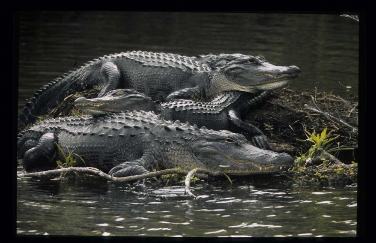 Picture of FLORIDA ALLIGATORS REST ON ISLAND IN WETLANDS