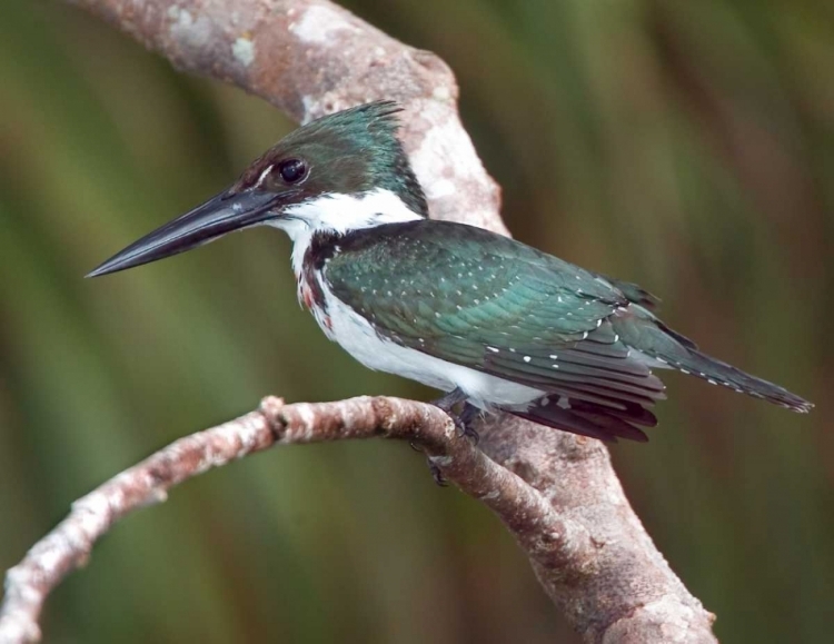 Picture of BRAZIL, PANTANAL GREEN KINGFISHER ON TREE LIMB