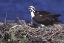 Picture of FL, BLUE CYPRESS LAKE, OSPREY AND CHICKS IN NEST