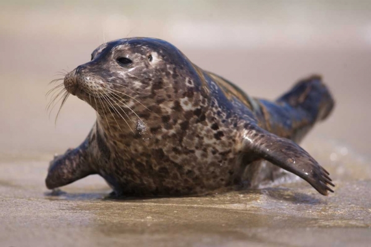 Picture of CALIFORNIA, LA JOLLA A BABY SEAL COMING ASHORE