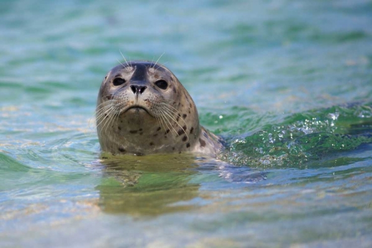 Picture of CALIFORNIA, LA JOLLA SWIMMING WITH A BABY SEAL