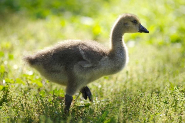 Picture of CALIFORNIA, SAN DIEGO, LAKESIDE CANADA GOSLING