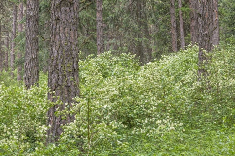 Picture of WASHINGTON, PALOUSE HILLS, FLOWERING NINEBARK