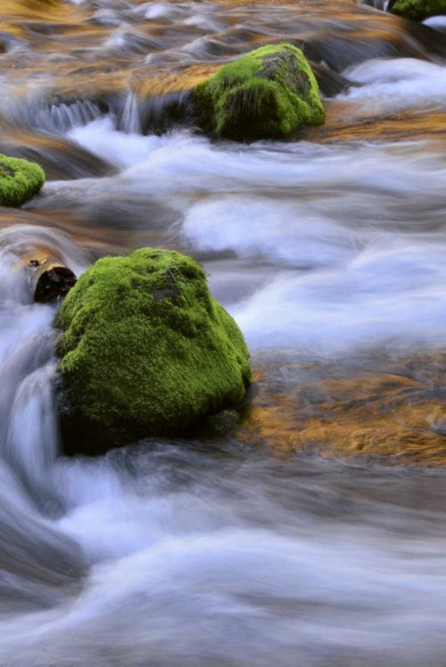 Picture of OREGON, WILLAMETTE NF MCKENZIE RIVER OVER ROCKS