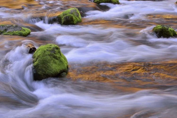 Picture of OREGON, WILLAMETTE NF MCKENZIE RIVER OVER ROCKS