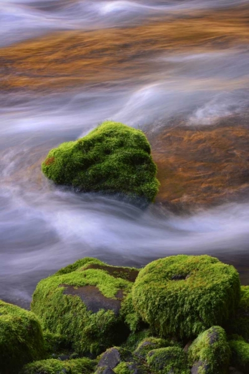 Picture of OREGON, WILLAMETTE NF MCKENZIE RIVER OVER ROCKS