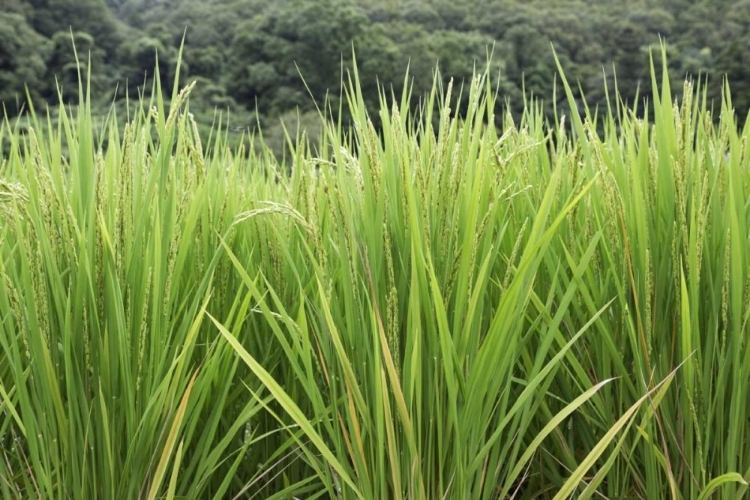 Picture of JAPAN, NARA, HEGURI-CHO GROWING RICE STALKS