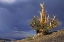 Picture of CALIFORNIA, WHITE MTS BRISTLECONE PINE TREE