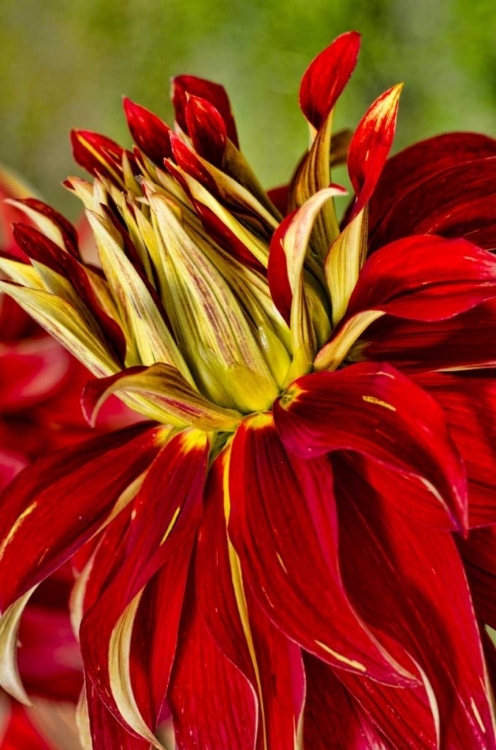 Picture of USA, WASHINGTON DETAIL OF DAHLIA FLOWER