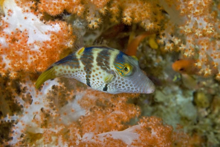 Picture of INDONESIA, PAPUA, RAJA AMPAT PUFFERFISH