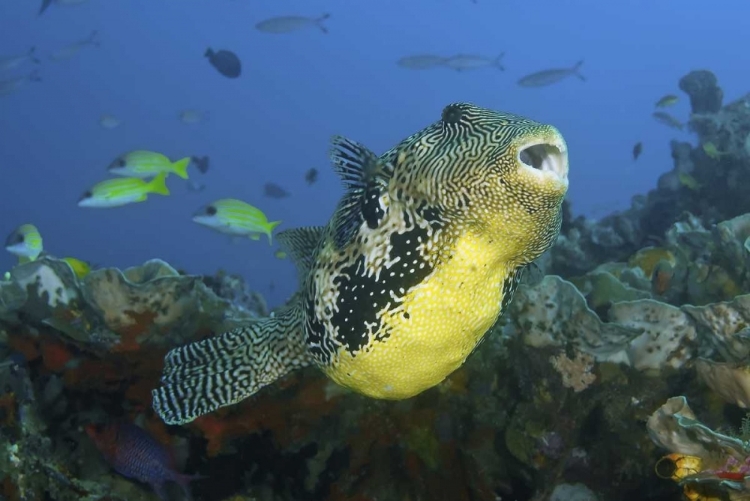 Picture of INDONESIA, PAPUA, RAJA AMPAT PUFFERFISH